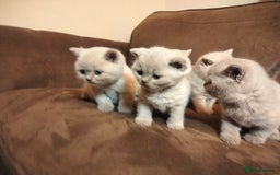 British Shorthair cats for sale: BSH lilac boys and girls, GCCF registered  - Image 6