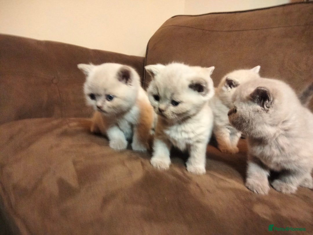British Shorthair cats for sale: BSH lilac boys and girls, GCCF registered  - Image 6