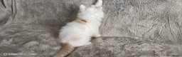 Scottish Fold cats for sale: Playful and affectionate kittens  - Advert 4