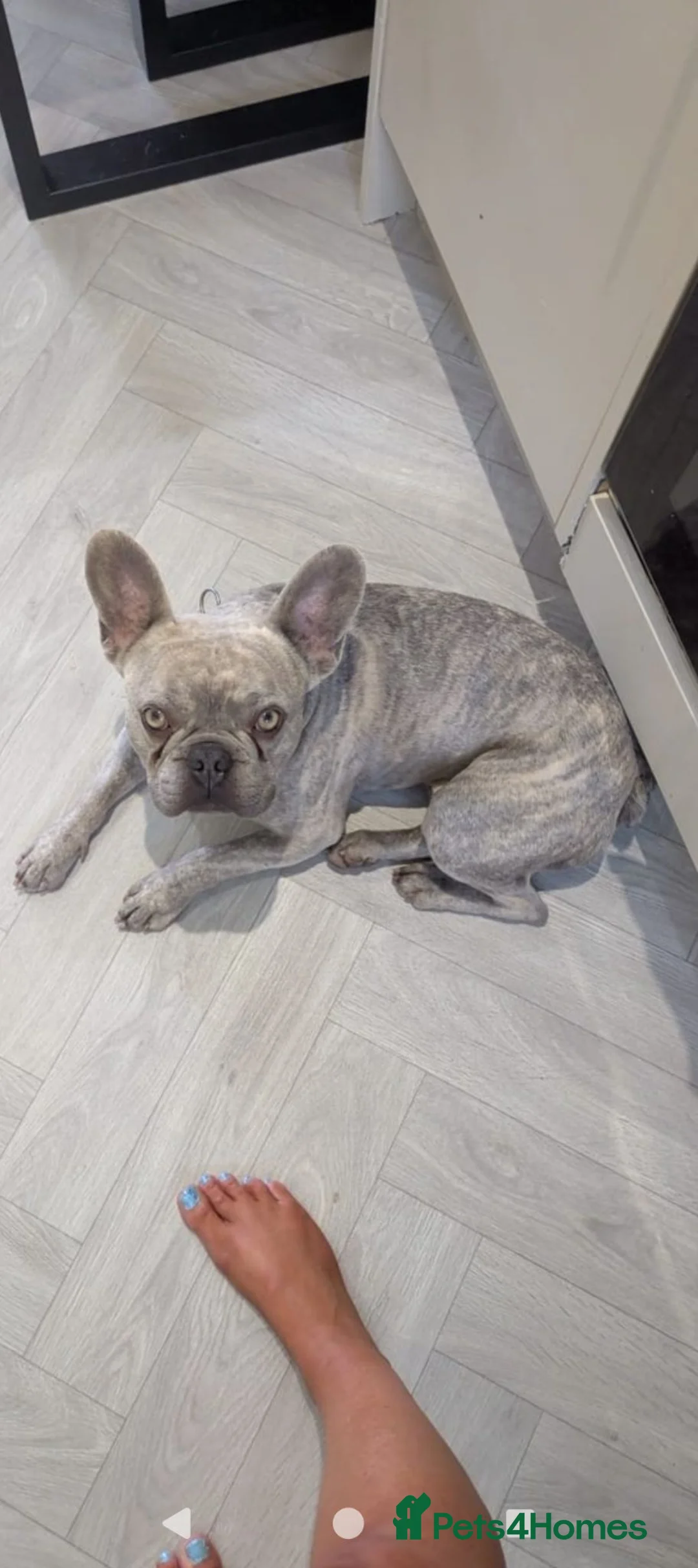 French Bulldog dogs for sale: French  lovable bulldog boy lilac  - Advert 7