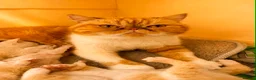 Exotic cats for sale: CHUNKY EXOTICS KITTENS GCCF PARENTS   - Advert 9