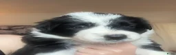 Mixed Breed dogs for sale: Bearded Collie x Border Collie Puppies - Advert 7