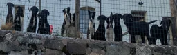 Borador dogs for sale: Boradors pups *READY NOW* - Advert 7