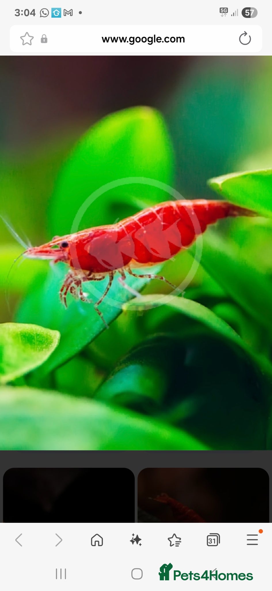 Shrimps fish Red cherry  - Advert 1