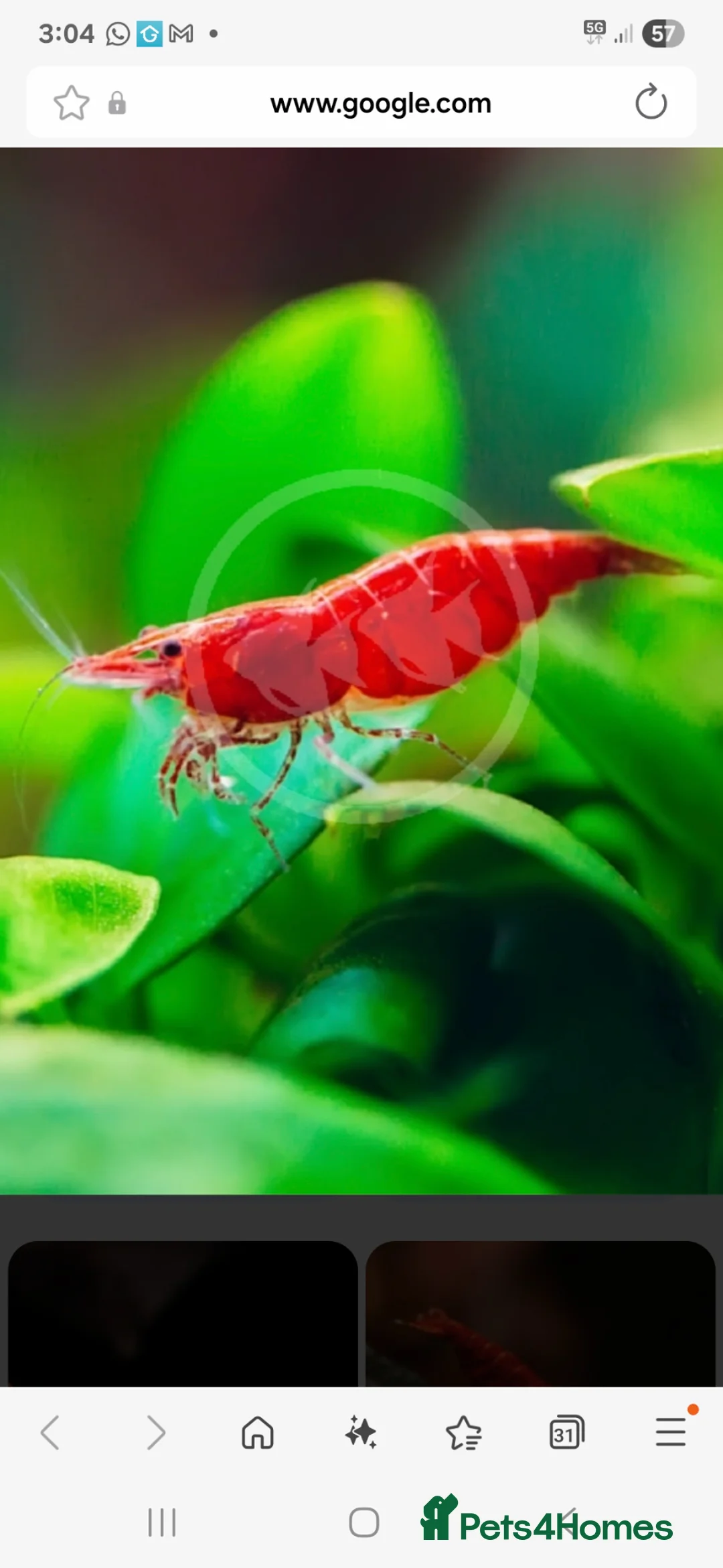 Shrimps fish for sale: Red cherry  in Hailsham - Advert 1