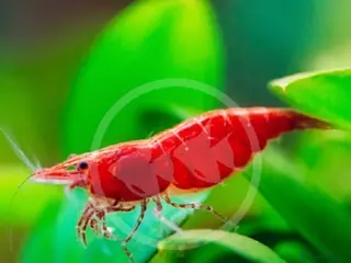 Shrimps fish Red cherry - Advert 1