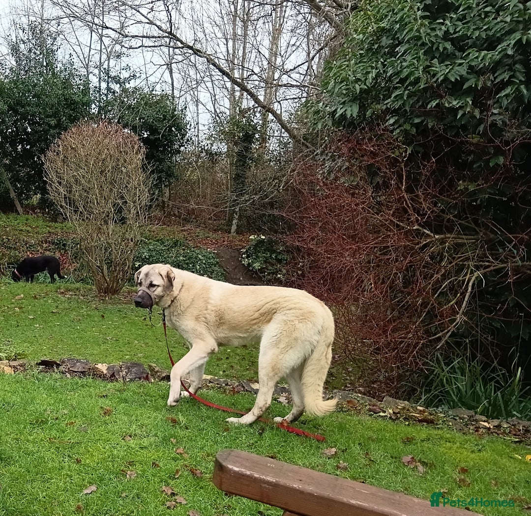 Mixed Breed dogs for sale: Livvy. Adorable mixed breed. - Advert 3