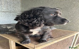 Cocker Spaniel dogs for stud: Genuine Working Cocker Spaniel Stud - Image 6