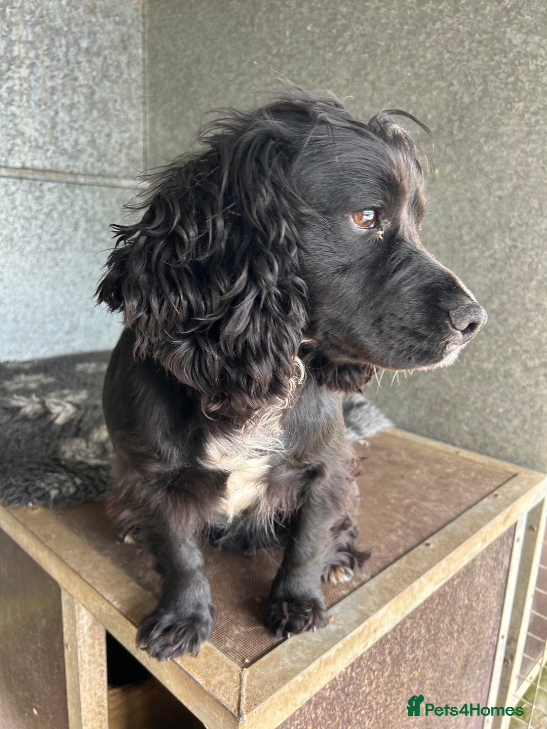 Cocker Spaniel dogs for stud: Genuine Working Cocker Spaniel Stud - Image 6
