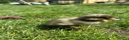 Ducks poultry for sale: Indian runner ducklings  - Advert 5