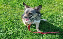 Mixed Breed dogs for adoption: Careful Carly - Image 3