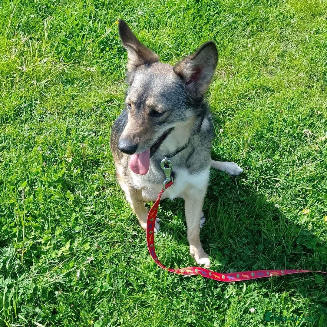 Mixed Breed dogs for adoption: Careful Carly - Image 3