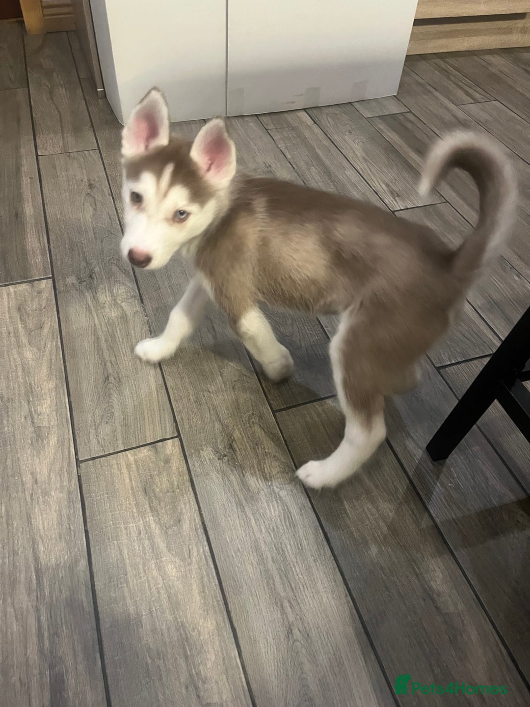 Siberian Husky dogs for sale: Siberian Husky puppies  - Advert 32