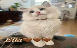 Ragdoll cats for sale: Last princes 💖Beautiful Ragdoll Kittens.  - Image 5