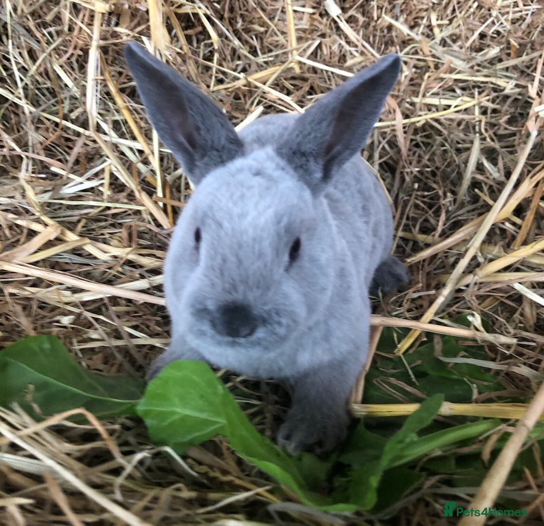 Rex rabbits for sale: Beautiful Pure Breed Velvet Mini Rex babies 🐰  - Advert 19