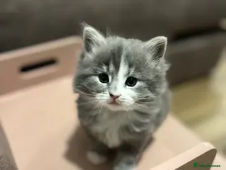 Persian cats Beautiful grey Persian kittens - Advert 6