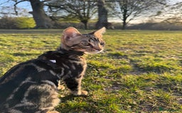 Bengal cats for sale: 2 beautiful Bengal kittens for forever home - Image 4
