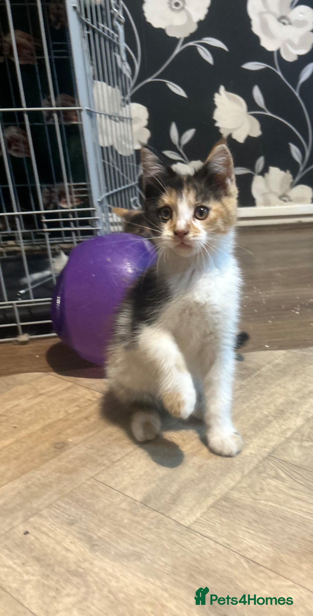Maine Coon cats Beautiful Maine Coon X Kittens - Advert 7