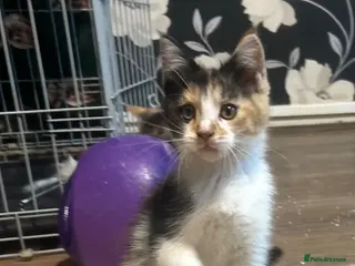 Maine Coon cats Beautiful Maine Coon X Kittens - Advert 7