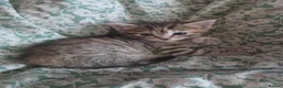 Mixed Breed cats for sale: 4 beautiful kittens ready to reserved  - Advert 35