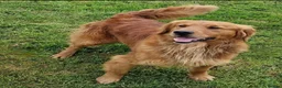 Golden Retriever dogs for sale: KC GOLDEN RETRIEVER PUPS, HEALTH TESTED PARENTS - Advert 4