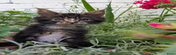 Maine Coon cats for sale: Champion Sired Maine Coon Kittens  TICA Registered - Advert 7