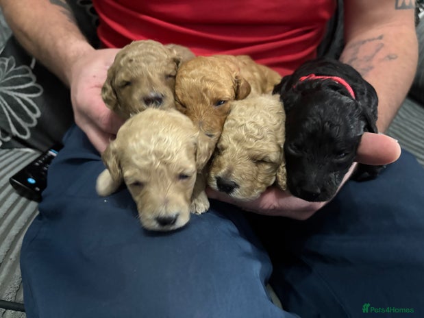 Cavapoochon dogs - Advert 12