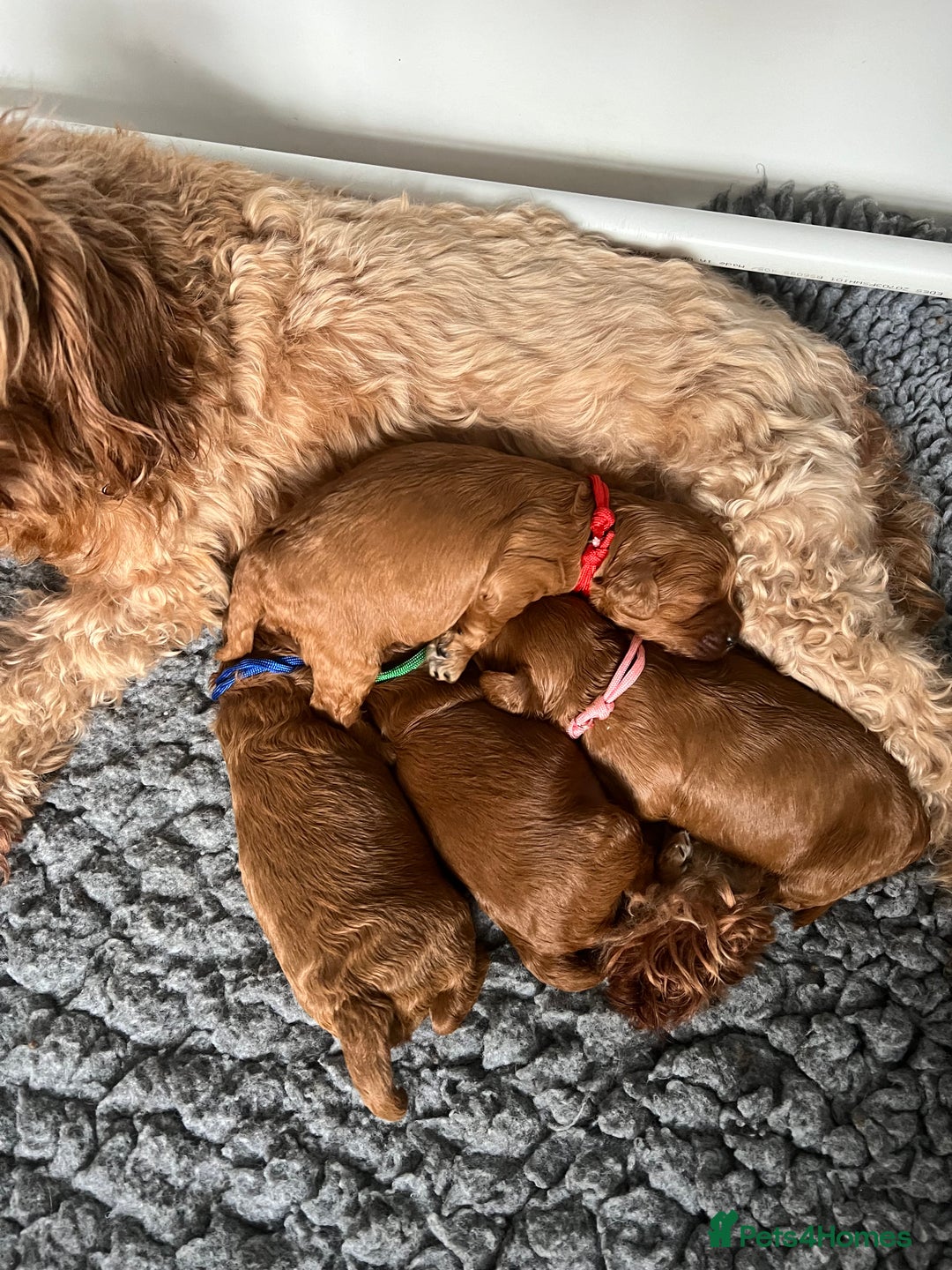 Toy Poodle dogs for stud: Teddy Fox red Proven Toy Poodle for STUD in Bexleyheath - Advert 13