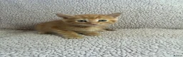 Mixed Breed cats for sale: Five Wonderful, Kichens, Very, Pretty Looking  - Advert 15
