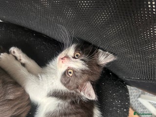 Mixed Breed cats One girl white with black/grey markings - Advert 1