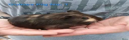 Guinea Pig rodents for sale: Cute 6 week old male guinea pigs - ginnywiggles - Advert 2