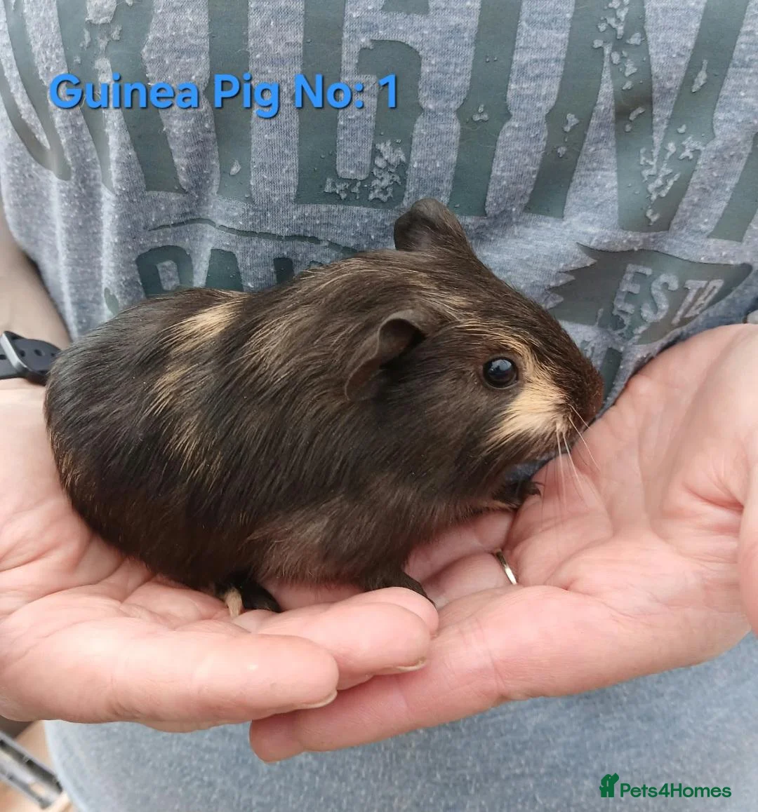 Guinea Pig rodents for sale: Cute 6 week old male guinea pigs - ginnywiggles - Advert 2