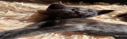 Mixed Breed cats for sale:     Healthy 7 Week Old Kittens (Ready Soon) in London - Advert 16