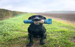 Labrador Retriever dogs for stud: Traditional Working Type Black Labrador Stud - Image 4