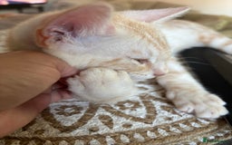 Bengal cats for sale: Unique Bengal Kittens  - Image 10