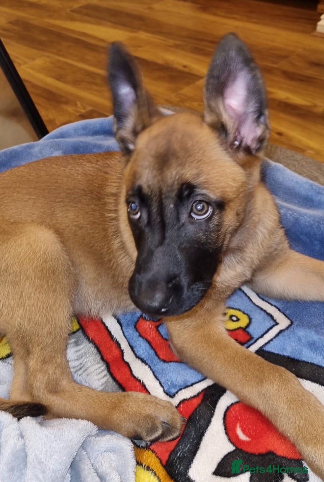 Belgian Shepherd Dog dogs for sale: Stunning Belgian Malinois Puppies - Advert 7
