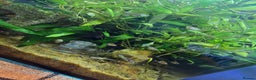 Live Bearers fish for sale: Mixed endler guppys/ mixed variable platy  - Advert 2