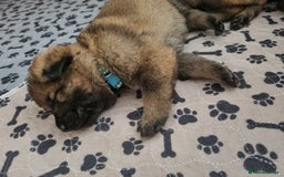 German Shepherd dogs for sale: 12 Czech KC Extensively Health Tested GSDs Puppies - Image 15