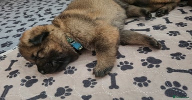 German Shepherd dogs - Advert 6