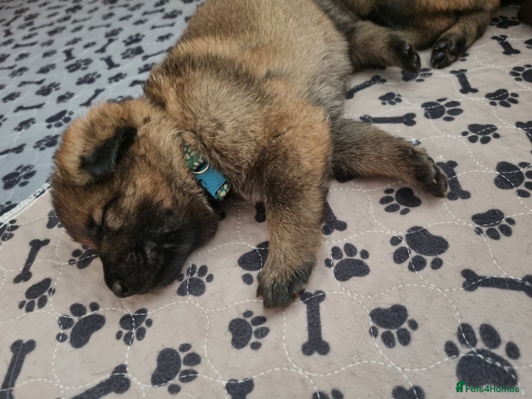 German Shepherd dogs for sale: 12 Czech KC Extensively Health Tested GSDs Puppies - Image 15