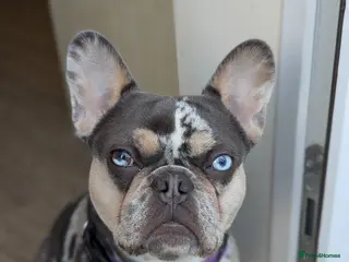 French Bulldog dogs Gorgeous 14 months old girl Frenchie. - Advert 13