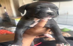 Mixed Breed dogs for sale: Pups for sale - Image 16