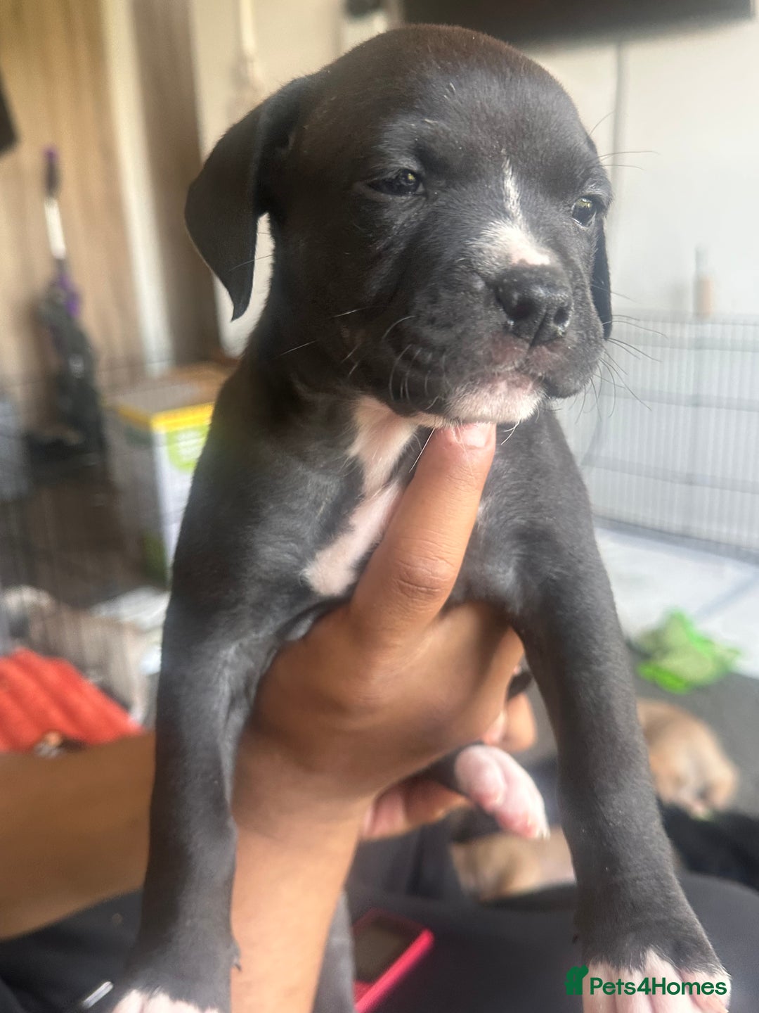 Mixed Breed dogs for sale: Pups for sale - Image 16