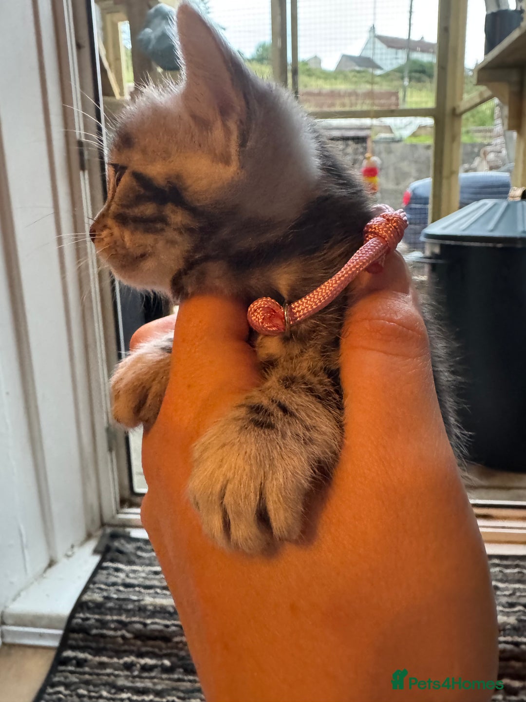 Bengal cats for sale: 3 beautiful silver SBT Bengal - TICA - Image 6