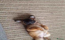 Chug dogs for sale: Chug Female 3 months old. Needs new home. - Image 2