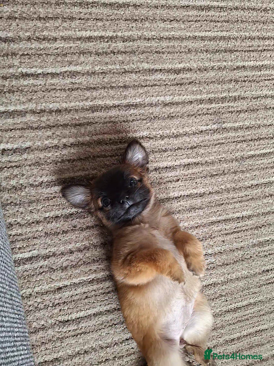 Chug dogs for sale: Chug Female 3 months old. Needs new home. - Image 2