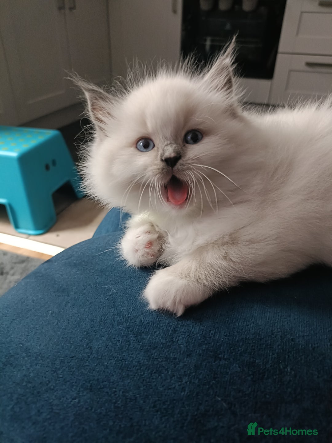 Ragdoll cats for sale: 💞 Beautiful Ragdoll 💞 - Image 13