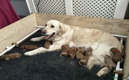 Goldendoodle dogs for sale: Beautiful Goldendoodle girl ready now!! - Image 5