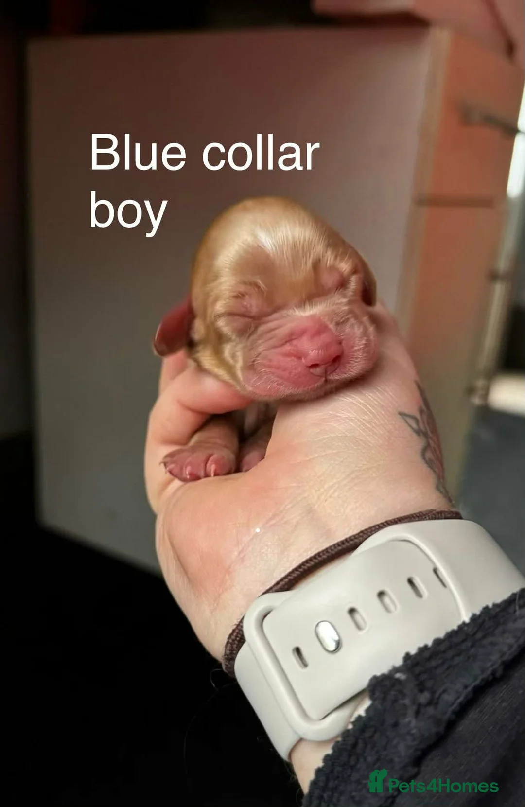 Cocker Spaniel dogs for sale: Stunning dark fox red and golden cockers - Advert 9