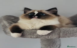 Ragdoll cats for sale: Active Tica Champion blood Ragdoll kittens - Image 8